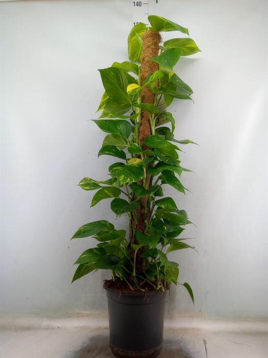 <h4>Epipremnum pinn.   ...moss stick</h4>