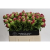 Paeonia Command Performance