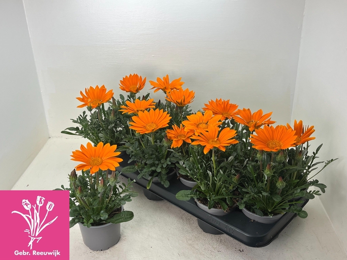 <h4>GAZ GAZOO CL ORANGE</h4>