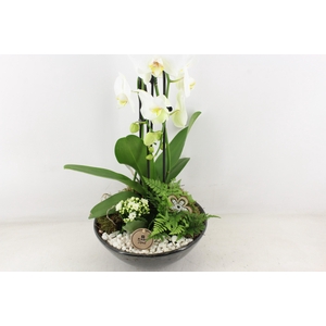 arr2 PL - Ker. schaal glazed Phal. wit
