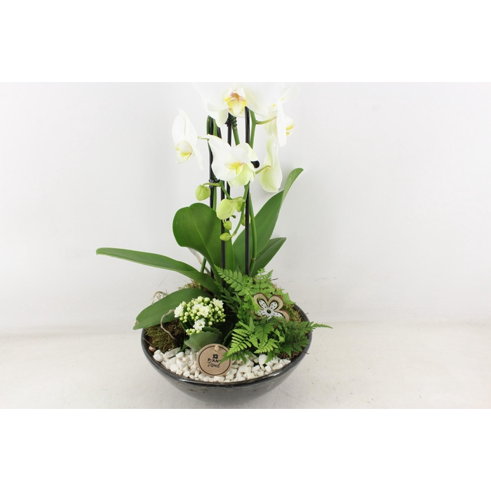 <h4>Arr2 Pl - Ker. Schaal Glazed Phal. Wit</h4>