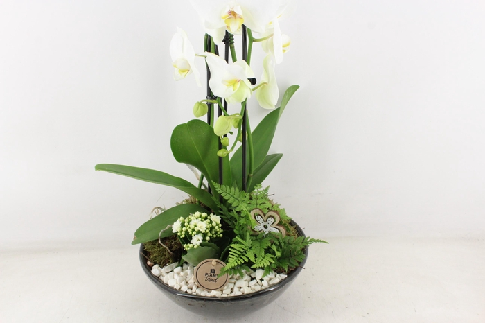 <h4>arr2 PL - Ker. schaal glazed Phal. wit</h4>