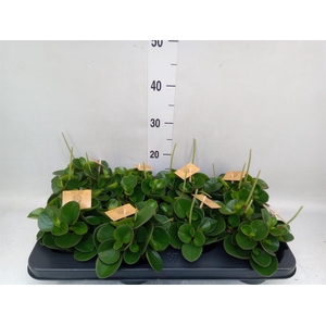 Peperomia obt. 'Obtipan'