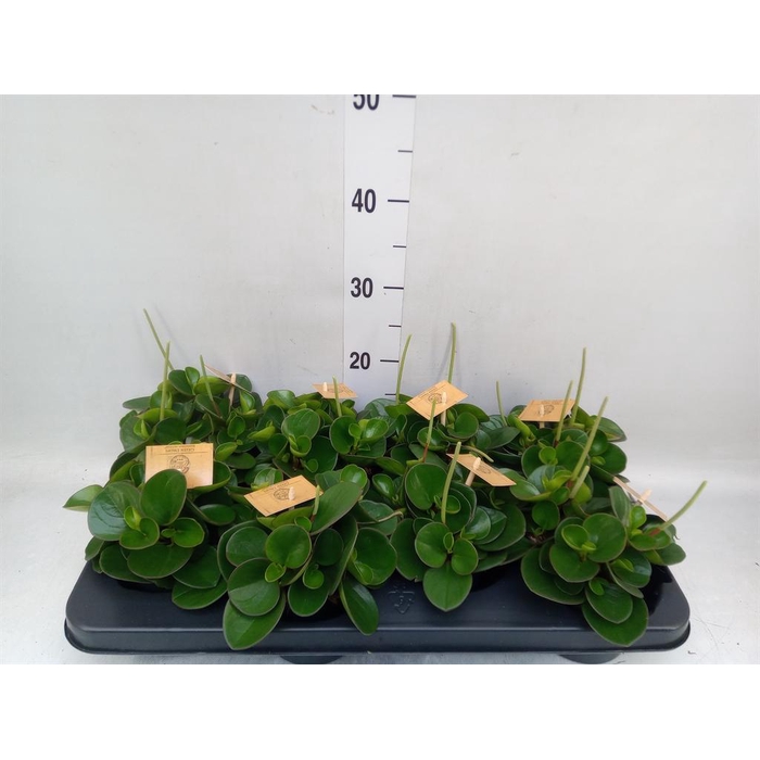 <h4>Peperomia obt. 'Obtipan'</h4>