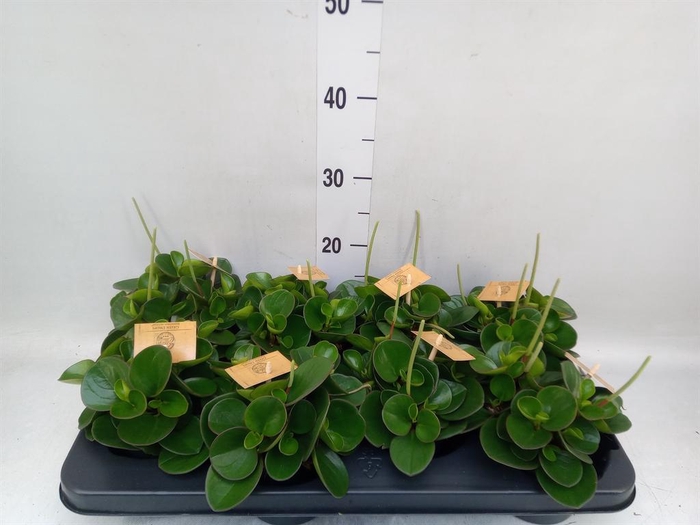 <h4>Peperomia obt. 'Obtipan'</h4>