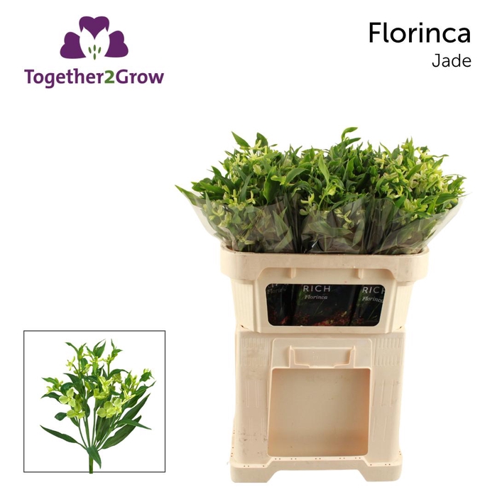 <h4>ALST FL JADE Rek</h4>