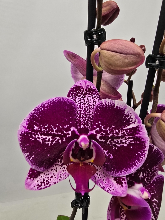 <h4>Limited 02 week 5</h4>