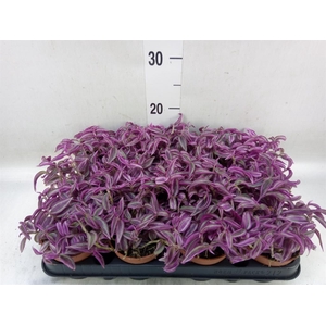 Tradescantia zebr. 'Pink Paradise'