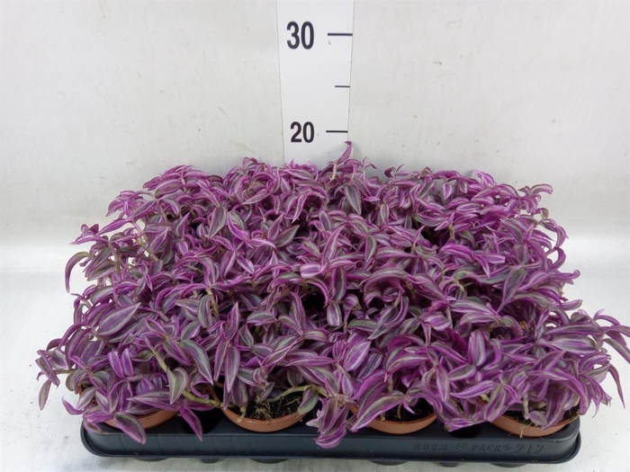 <h4>Tradescantia zebr. 'Pink Paradise'</h4>