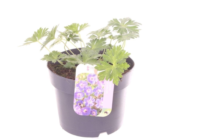 <h4>Geranium Rozanne</h4>