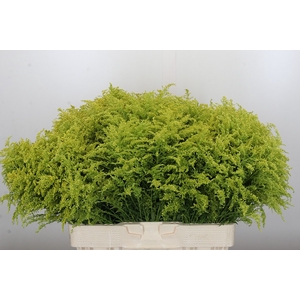 Solidago Tara Gold Buiten