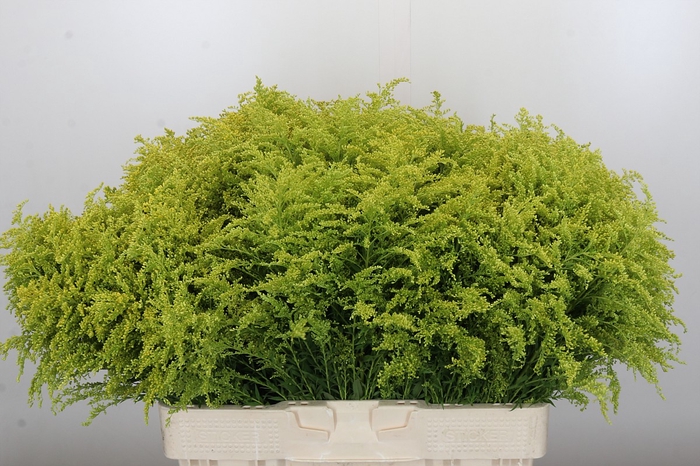 <h4>Solidago Tara Gold Buiten</h4>