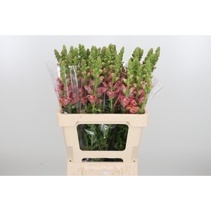 Antirrhinum Po D. Orange