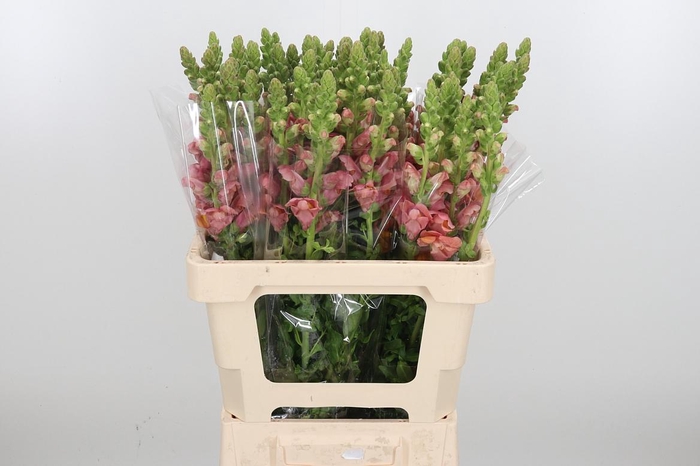 <h4>Antirrhinum Po D. Orange</h4>