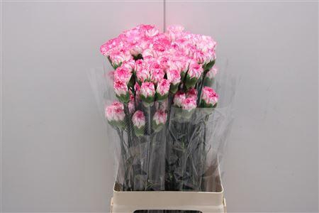 <h4>Di St Komachi</h4>