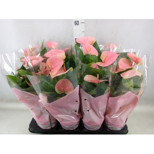 Anthurium andr. 'Sweet Dream'