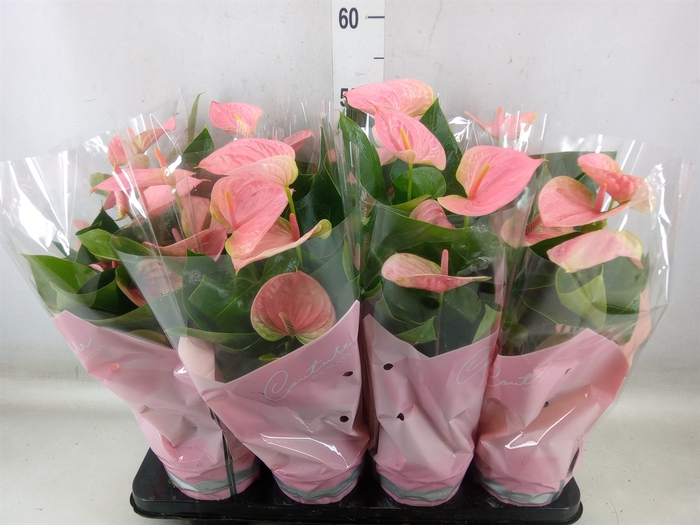 <h4>Anthurium andr. 'Sweet Dream'</h4>