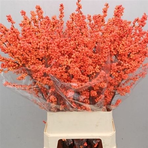 Ilex Ve Winter Gold