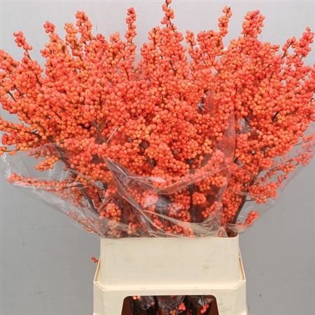 <h4>Ilex Ve Winter Gold</h4>