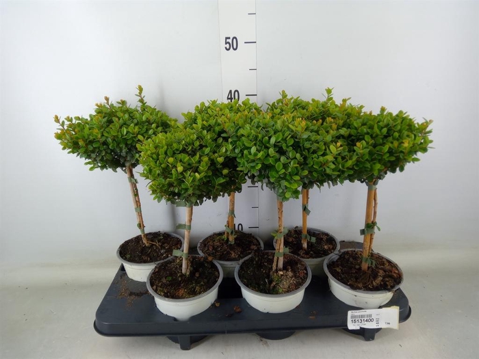 <h4>Myrtus communis</h4>