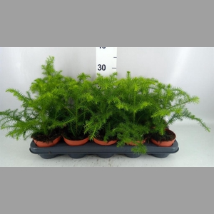 Araucaria heterophylla