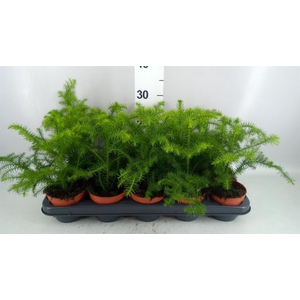 Araucaria heterophylla