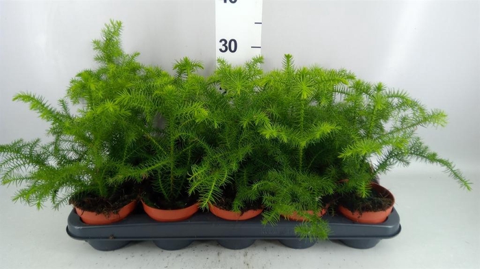 <h4>Araucaria heterophylla</h4>