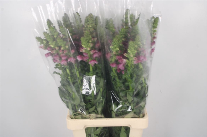 <h4>Antirrhinum It. Violet Magenta</h4>