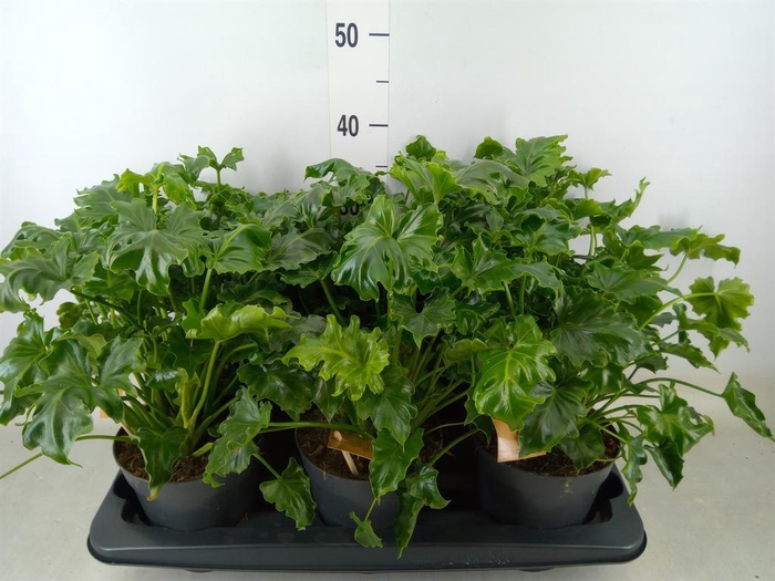 <h4>Philodendron ...</h4>