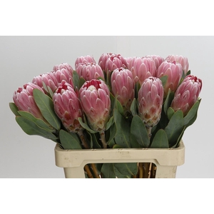 Protea Penny Pink