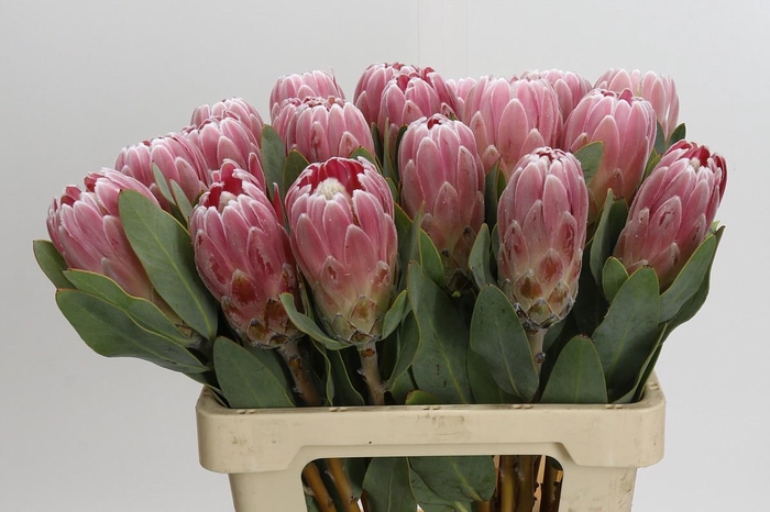 Protea Penny Pink