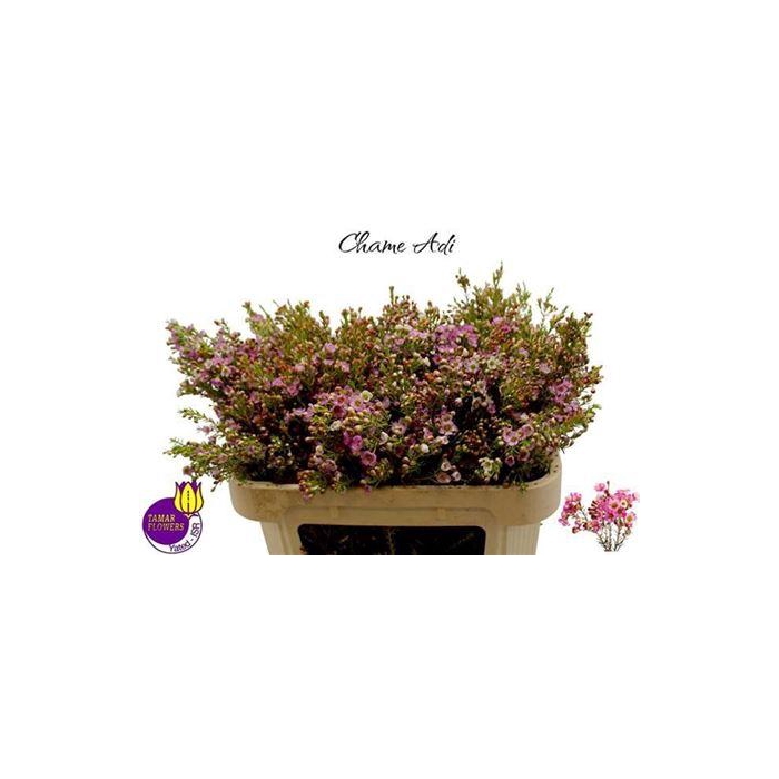 <h4>Chame Adi Flower</h4>