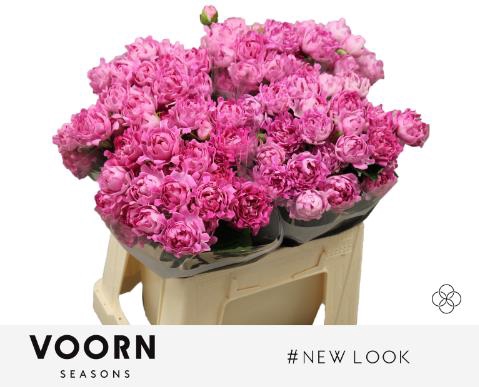 <h4>Rosa spray hastags new look</h4>