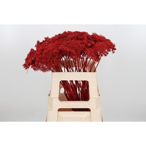 Ammi Zaad Kl Bh Rood