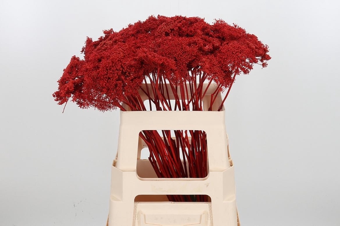 <h4>Ammi Zaad Kl Bh Rood</h4>