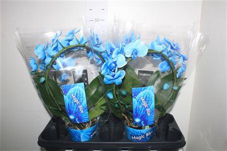 <h4>Phal ** Paint ** Boog Blue 2 Branches 18+</h4>