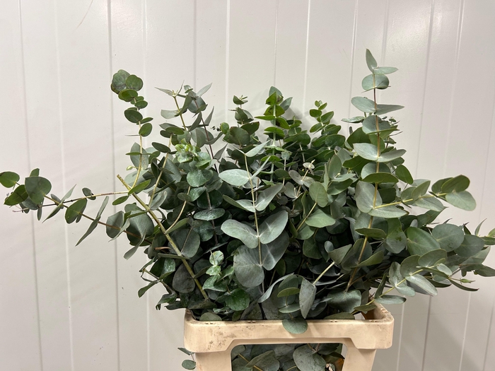 <h4>EUC CINEREA PER BOS</h4>