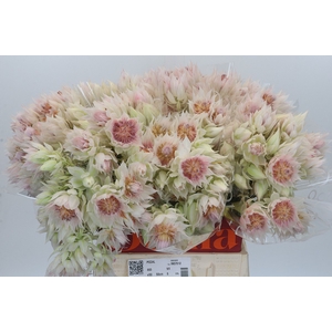 Blushing Bride 6/9 Flowers