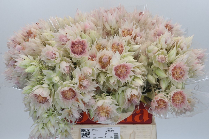 <h4>Blushing Bride 6/9 Flowers</h4>