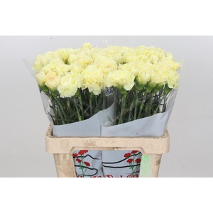 Dianthus St Poirot Giallo