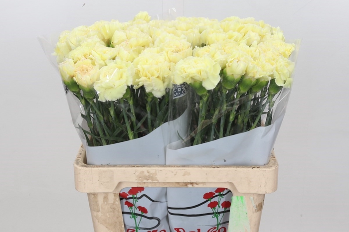 Dianthus St Poirot Giallo
