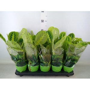 Maranta leuc. 'Lemon'