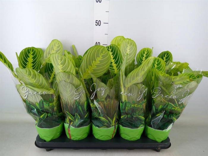 <h4>Maranta leuc. 'Lemon'</h4>