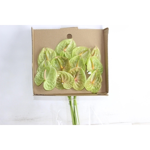 ANTHURIUM PISTACHE 6/7.5 025 CM DIAM MIN 6 CM VERDE