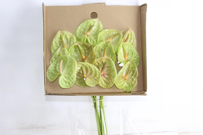 ANTHURIUM PISTACHE 6/7.5 025 CM DIAM MIN 6 CM VERDE