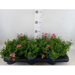 Nemesia  'Nuvo Rose'