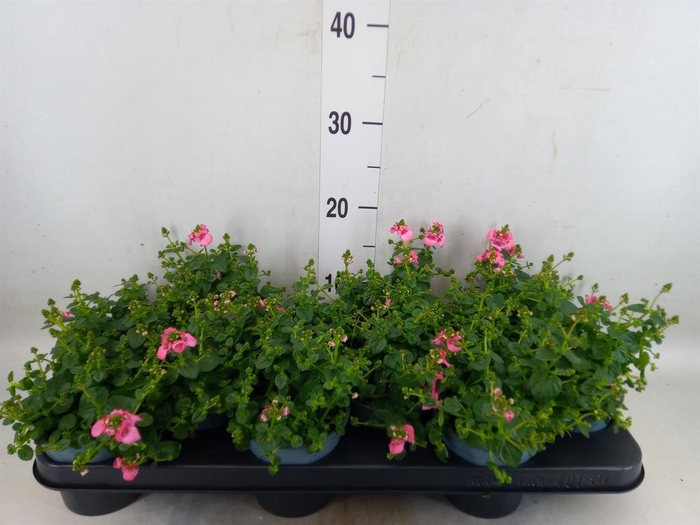 <h4>Nemesia  'Nuvo Rose'</h4>