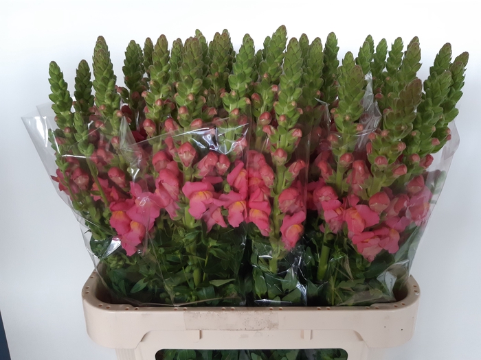 <h4>ANTIR ANTIBES ROSE</h4>