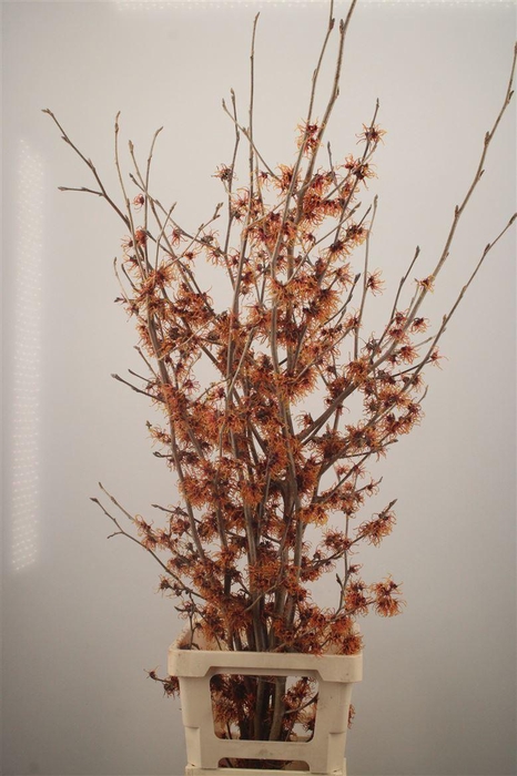 <h4>HAMA JELENA</h4>