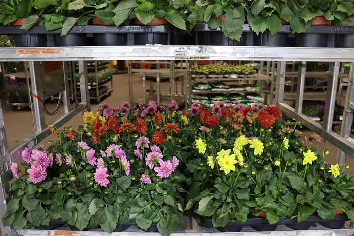<h4>Dahlia Mixk 1 Kl Per Tray</h4>